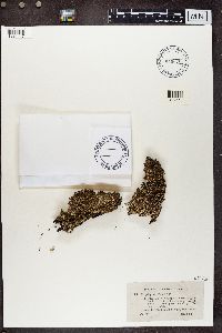 Cladonia ramulosa image