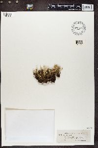 Cladonia deformis image