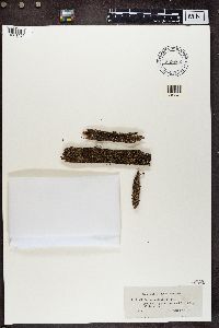 Cladonia parasitica image