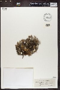 Cladonia rangiferina image