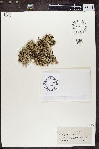 Cladina arbuscula subsp. mitis image