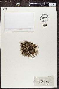 Cladonia furcata image