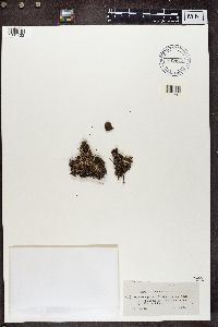 Cladonia chlorophaea image