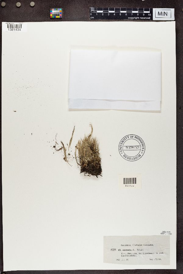 Cladonia cornuta image