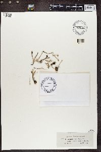 Cladonia subulata image