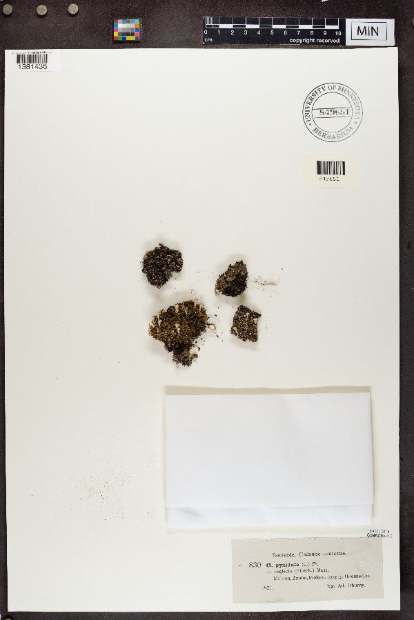 Cladonia pyxidata image