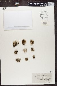 Cladonia pyxidata image