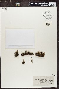 Cladonia chlorophaea image