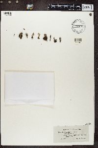 Cladonia chlorophaea image