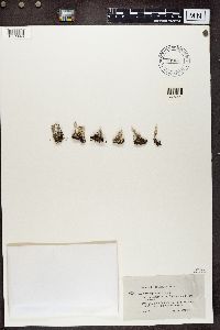 Cladonia chlorophaea image