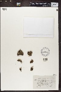 Cladonia chlorophaea image