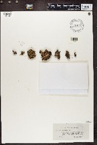 Cladonia subcariosa image