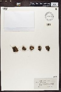 Cladonia subcariosa image