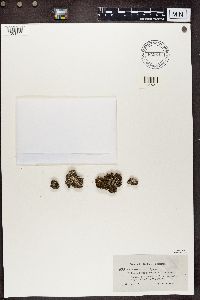 Cladonia cariosa image