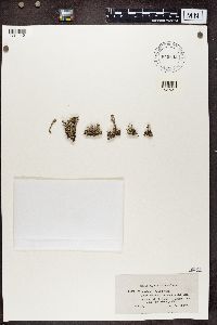 Cladonia cariosa image
