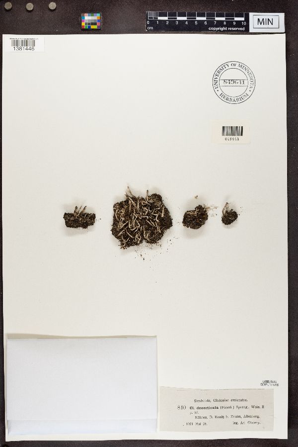 Cladonia decorticata image