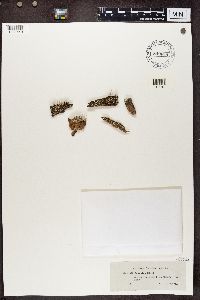 Cladonia botrytes image