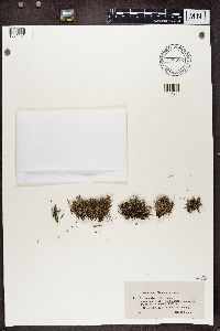 Cladonia furcata image