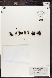 Cladonia chlorophaea image