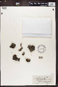 Cladonia chlorophaea image