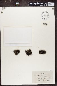 Cladonia crispata image