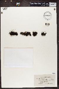 Cladonia crispata image