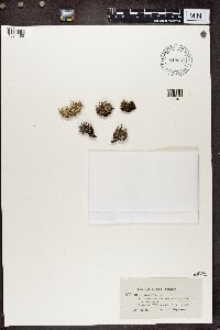 Cladonia ramulosa image