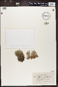 Cladonia portentosa image