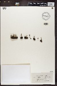 Cladonia verticillata image