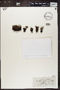 Cladonia verticillata image