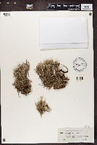 Cladonia rangiferina image