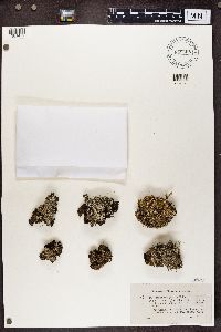 Cladonia squamosa image