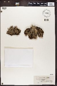 Cladonia squamosa image