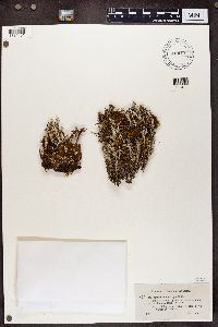 Cladonia squamosa image