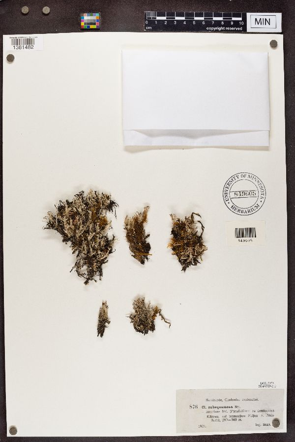 Cladonia subsquamosa f. luxurians image