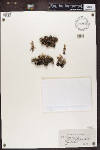 Cladonia phyllophora image