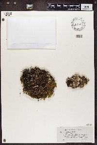 Cladonia pyxidata image