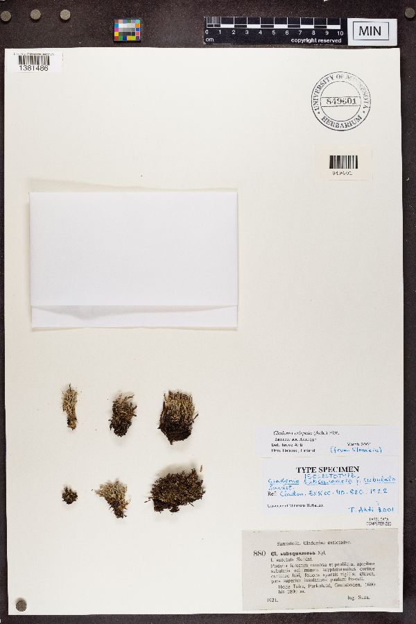 Cladonia subsquamosa f. subulata image