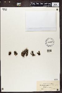 Cladonia chlorophaea image