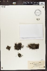 Cladonia portentosa image