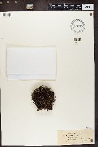 Cladonia gracilis image