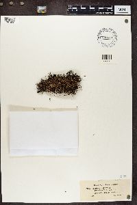 Cladonia gracilis image