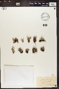 Cladonia squamosa image