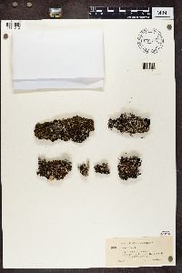 Cladonia coccifera image