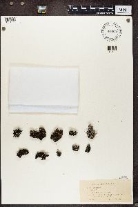 Cladonia coccifera image