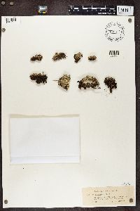 Cladonia incrassata image