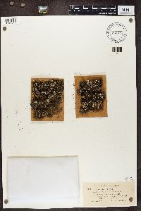 Cladonia fimbriata image