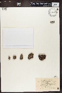 Cladonia symphycarpia image