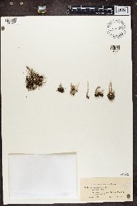 Cladonia cornuta image