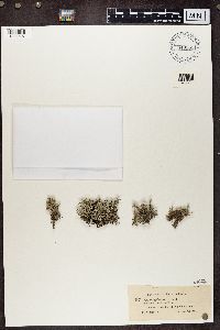 Cladonia rangiferina image